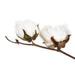 Cotton