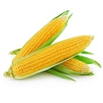 Maize